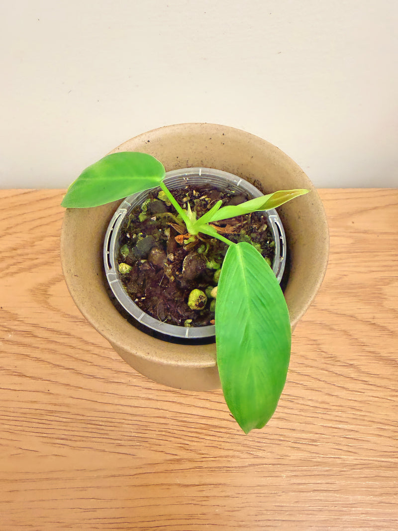 Philodendron Patriciae