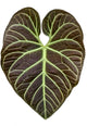 Anthurium Regale