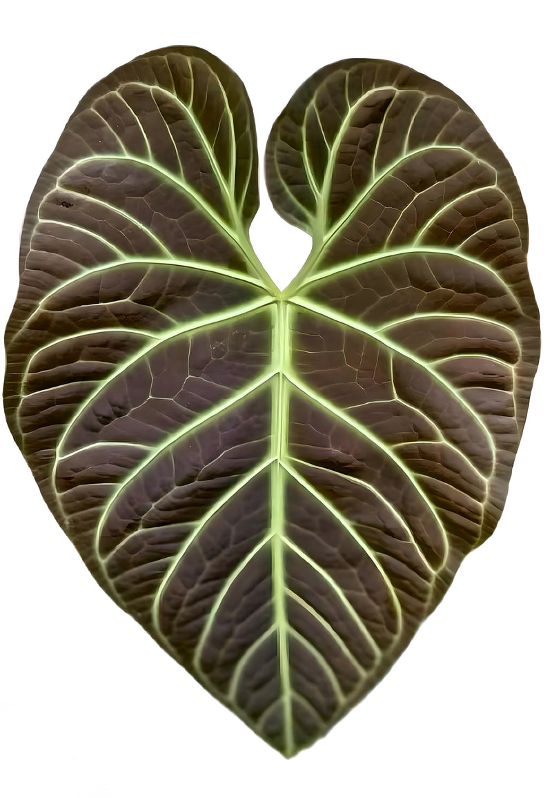 Anthurium Regale