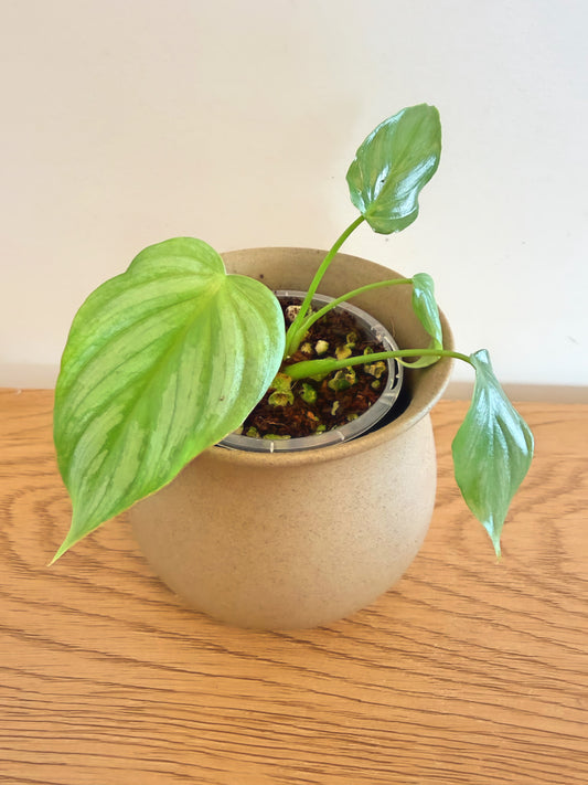 Philodendron Pastazanum Silver