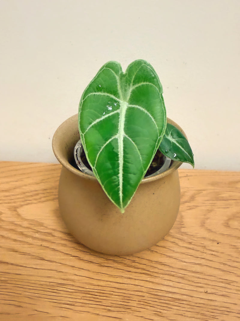 Alocasia Watsoniana
