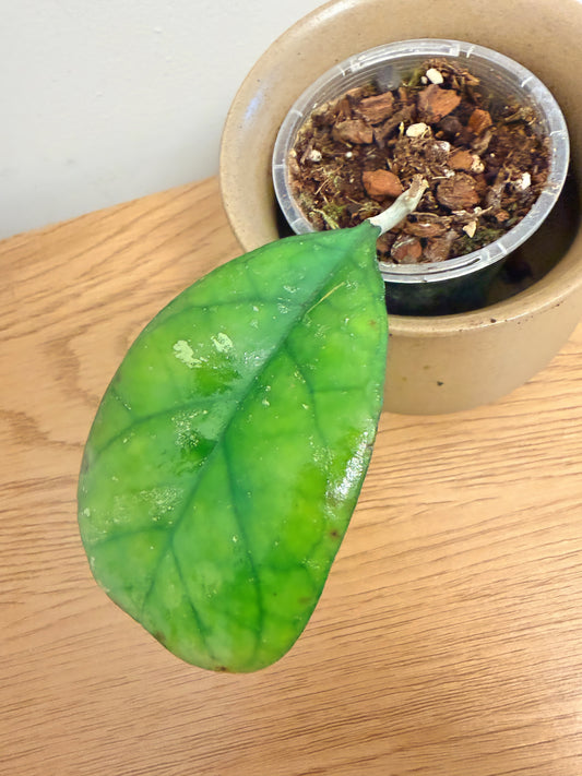 Hoya Deykeae