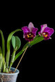 Rlc. Hsinying Rouge ‘C.H.#6’
