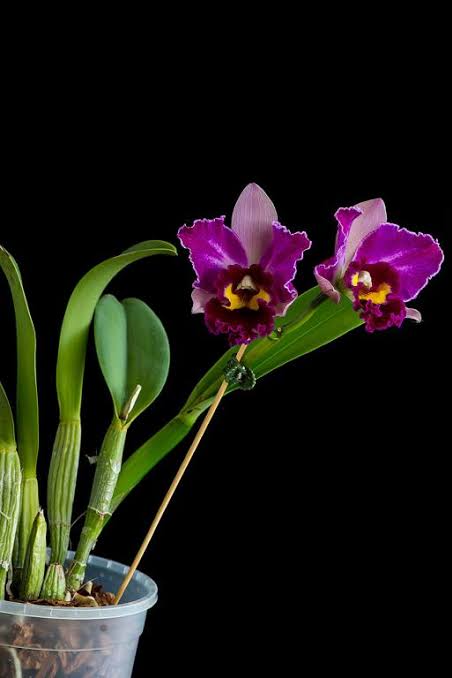 Rlc. Hsinying Rouge ‘C.H.#6’