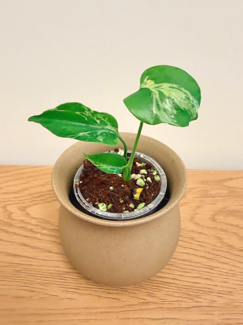 Monstera Bulbasaur