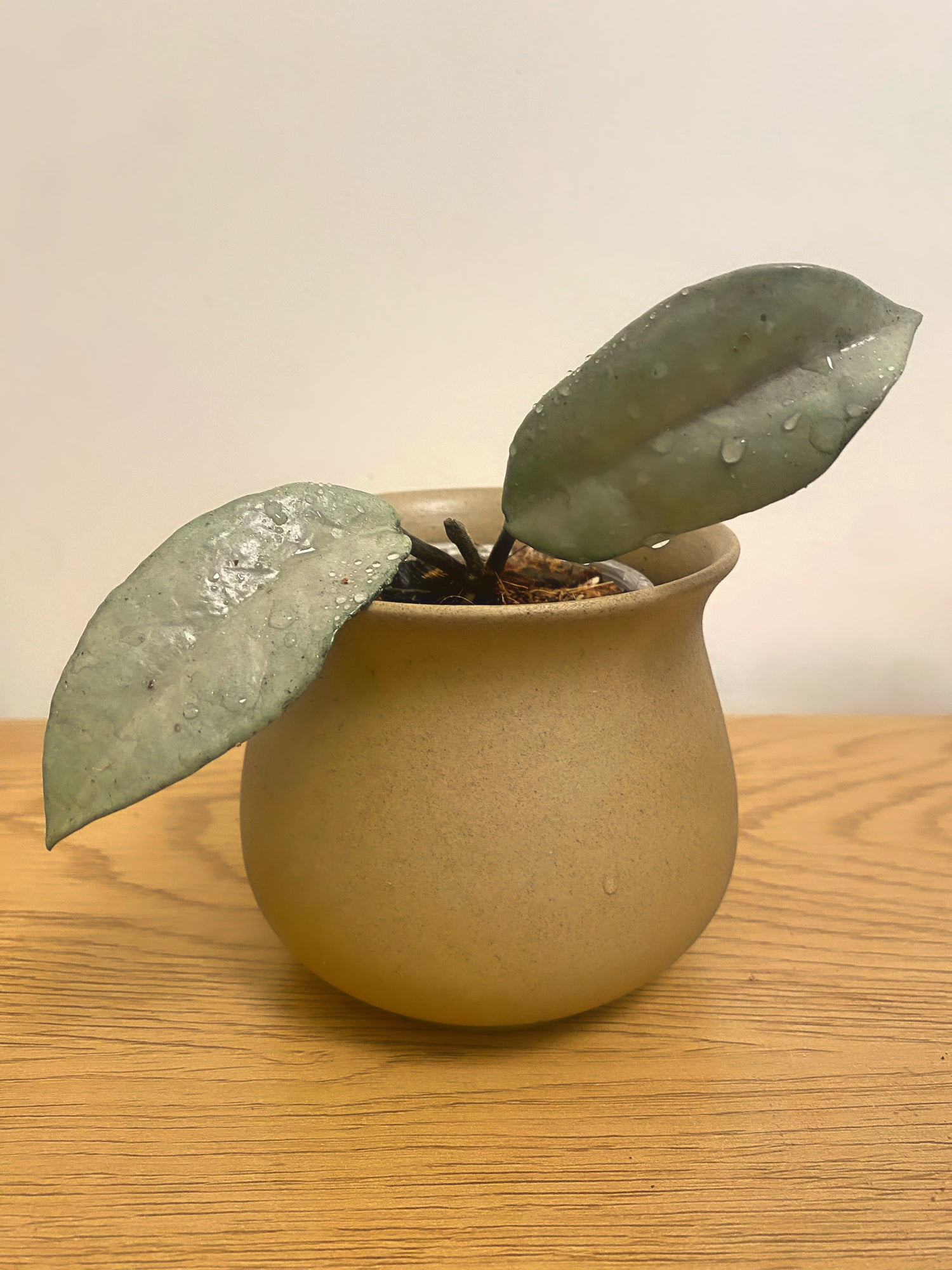 Hoya Carnosa Full Silver