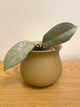 Hoya Carnosa Full Silver