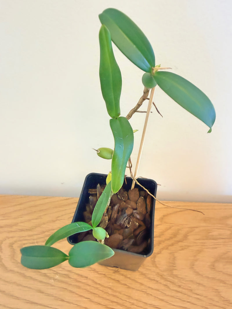 Coelogyne Fimbriata