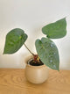 Anthurium Crystallinum x Luxurians