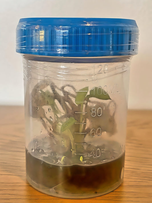 Colocasia Mojito Flask