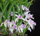 Cattleya Lundii