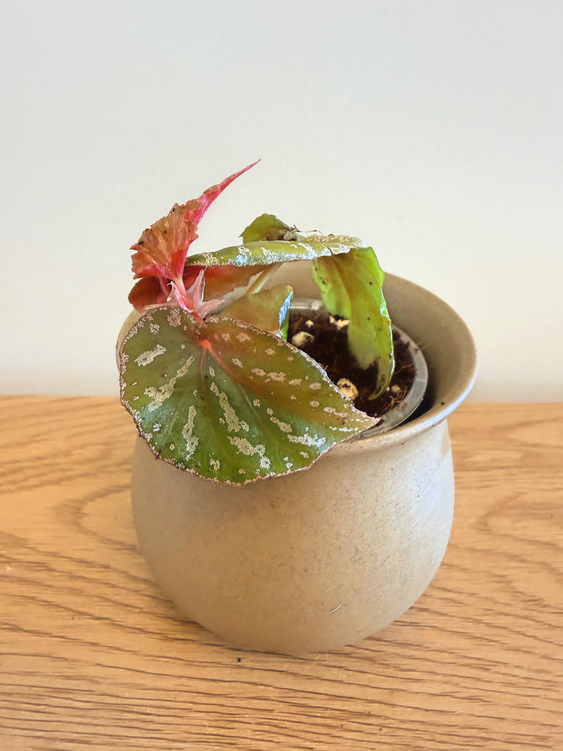 Begonia Sophie Cecile