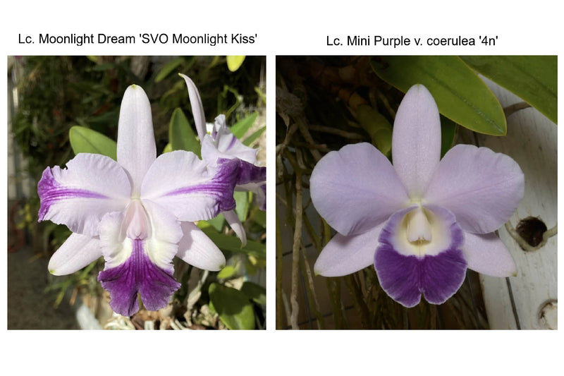 Lc Moonlight Dream ‘SVO Moonlight Kiss’ AM/AOS x Lc. Mini Purple f. Coerulea ‘H+R’ 4N