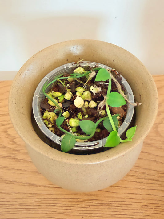 Rhaphidophora Korthasii