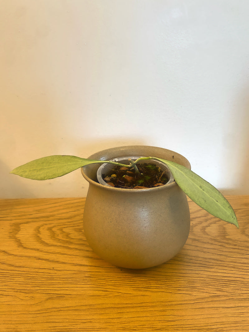 Hoya New Guinea Ghost