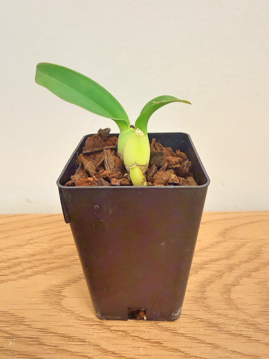 Oncidium (Gomesa) Jiaho Queen ‘Jiaho’ FCC/AOS, GM/TOGA