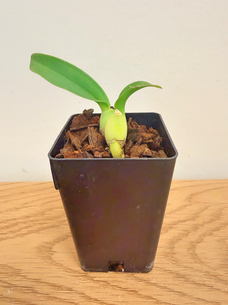 Oncidium (Gomesa) Jiaho Queen ‘Jiaho’ FCC/AOS, GM/TOGA