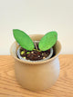 Hoya Scortechinii White