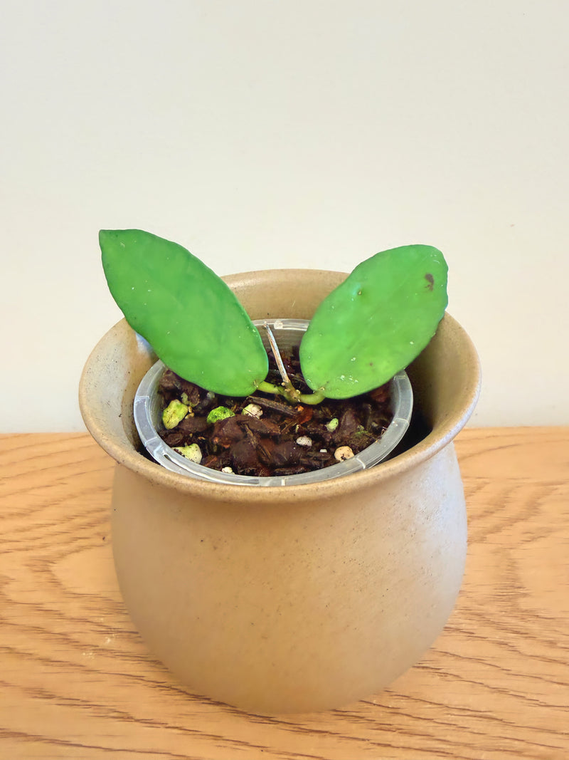 Hoya Scortechinii White