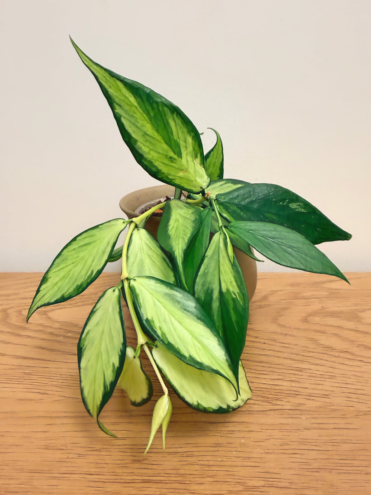 Hoya Fishtail Inner Variegated