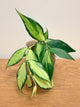 Hoya Fishtail Inner Variegated