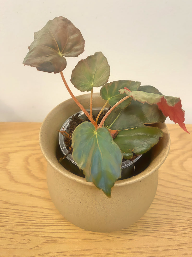 Begonia Pavonina