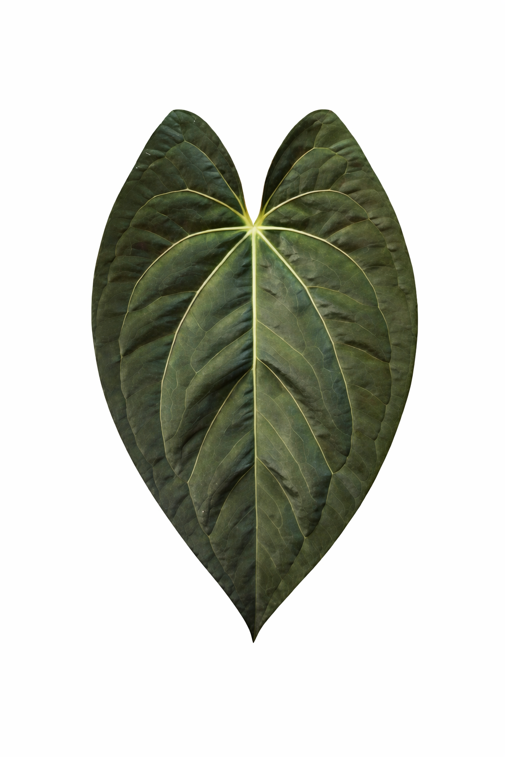 Anthurium Dark Phoenix