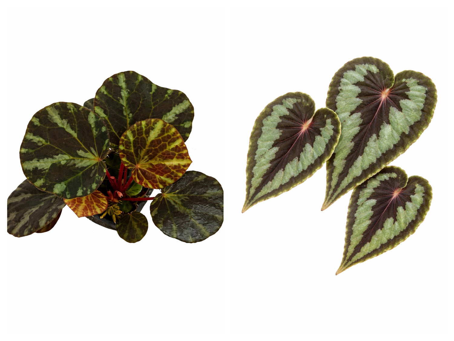 Begonia ‘KirstyKiss’ (Beijnenii x Dinhdui)