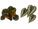 Begonia ‘KirstyKiss’ (Beijnenii x Dinhdui)