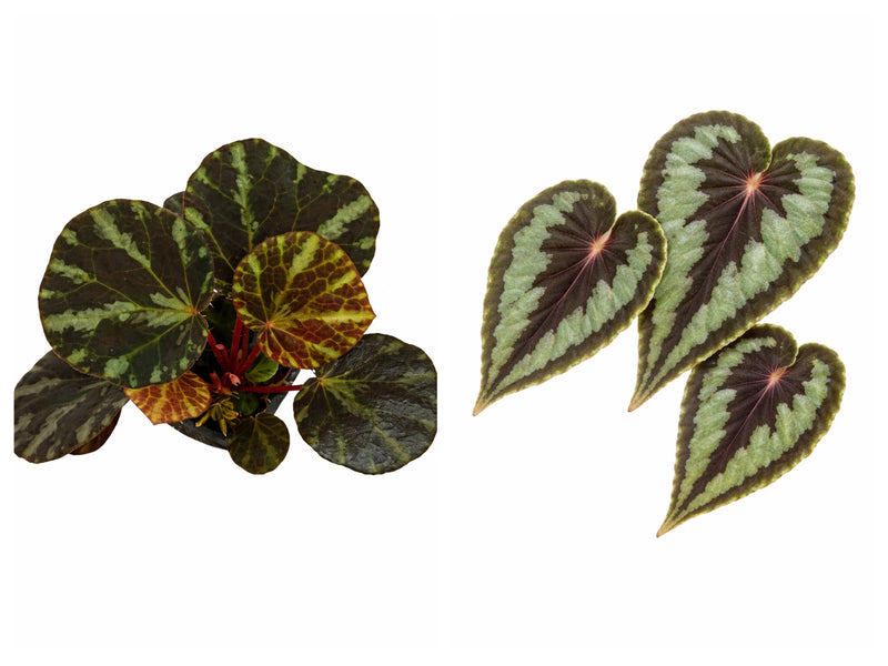 Begonia ‘KirstyKiss’ (Beijnenii x Dinhdui)