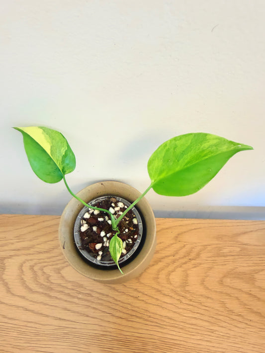 Monstera Yellow Marilyn