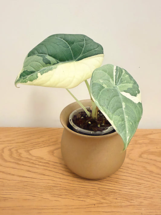 Alocasia Maharani Variegated (B)