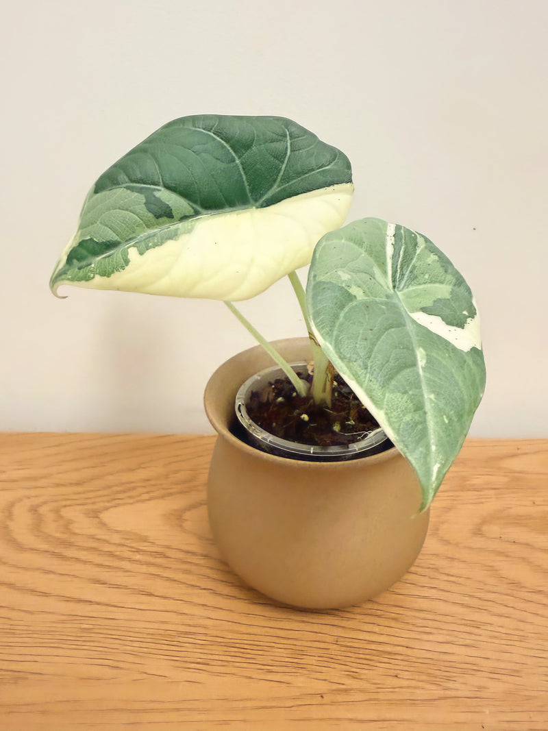 Alocasia Maharani Variegated (B)
