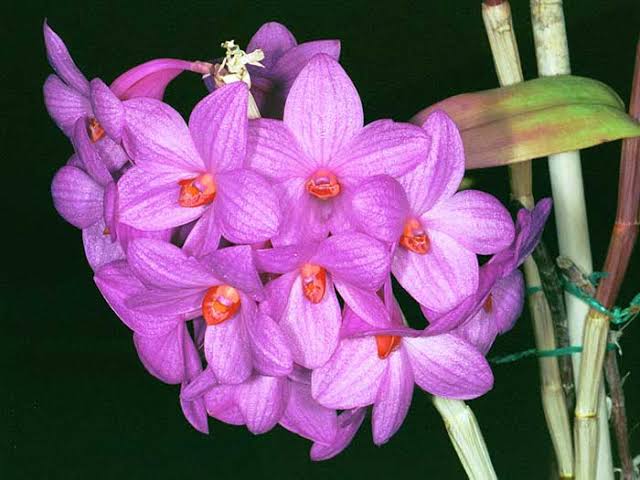 Dendrobium Glomeratum