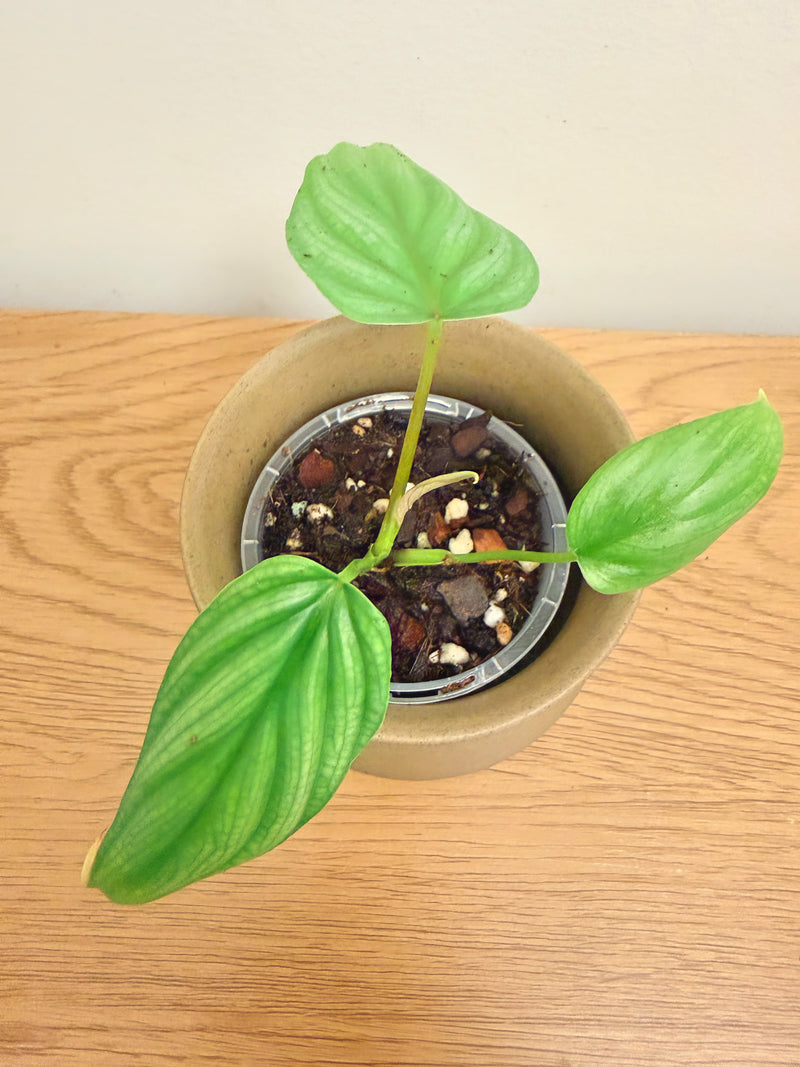 Philodendron Plowmanii