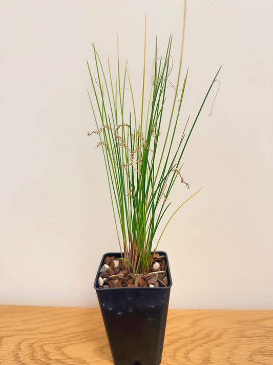 Dendrochilum Tenellum ‘Caribou Whiskers’