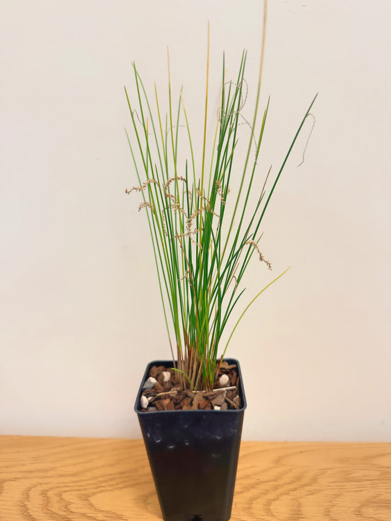 Dendrochilum Tenellum ‘Caribou Whiskers’