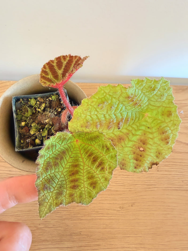 Begonia Arachnoidea ‘Spider Web’ (B)