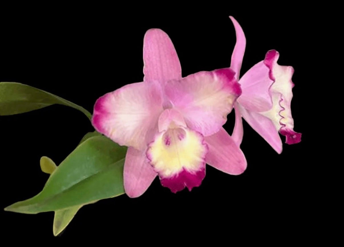 Cattleya Cherry Bee ‘Happy Field’ (Cattleya Cherry Chip x Cattleya Beaufort)