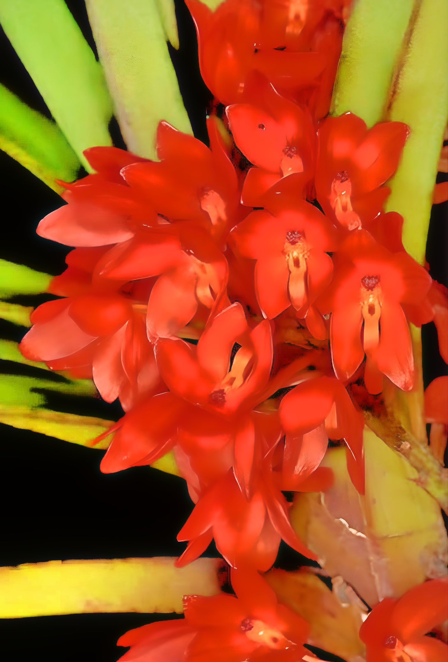 Vanda Ascocentrum