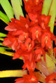 Vanda Ascocentrum