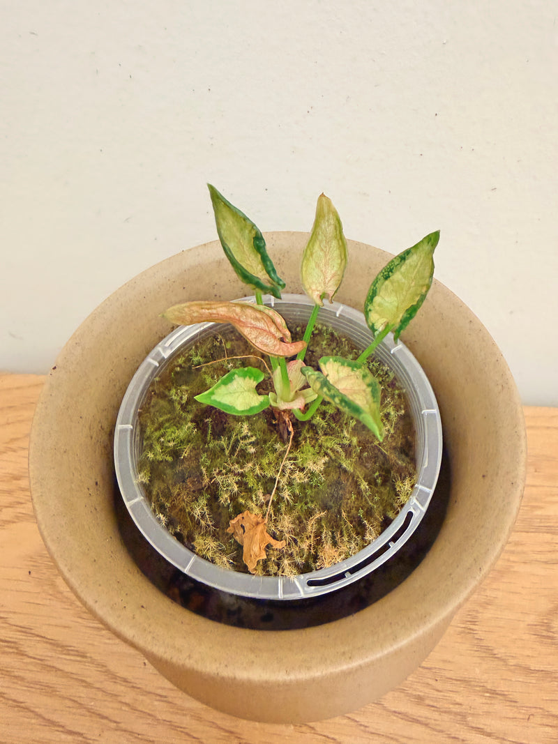 Syngonium Pink Rolli