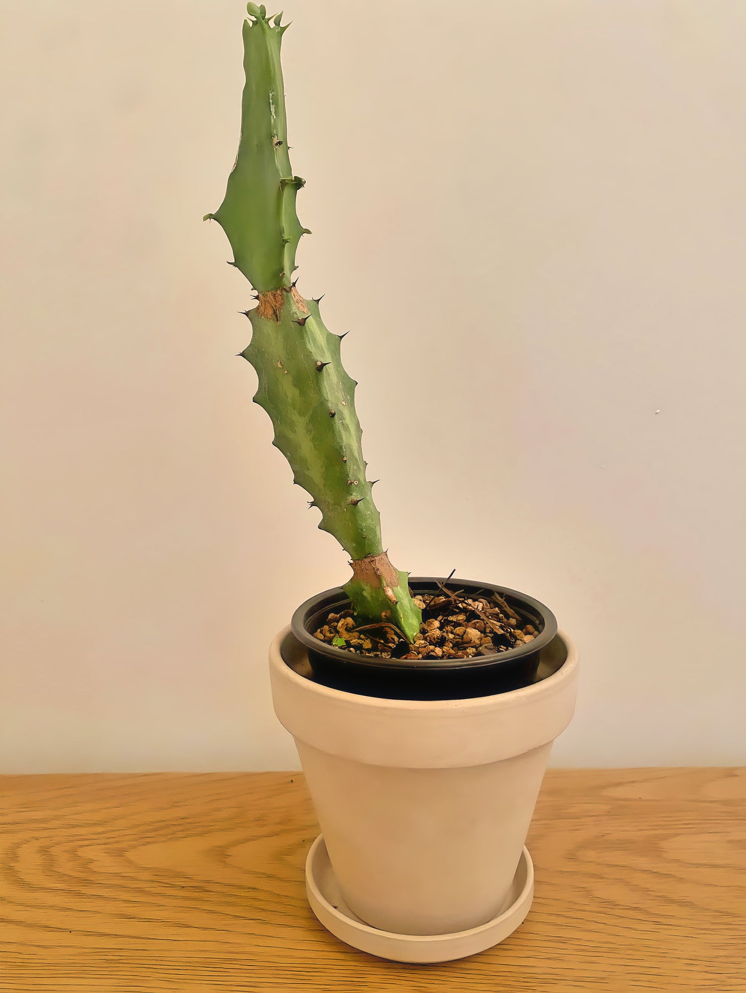 Euphorbia Lactea