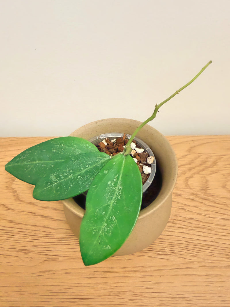 Hoya Snowball (A)