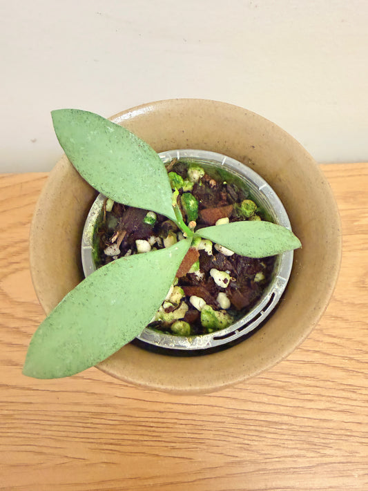 Hoya Nummularioides Silver
