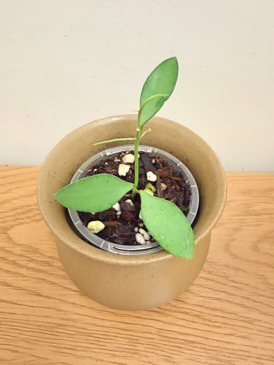 Hoya Nummularioides Silver