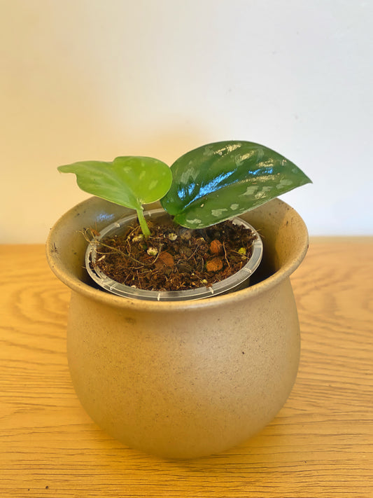 Scindapsus Black Mamba