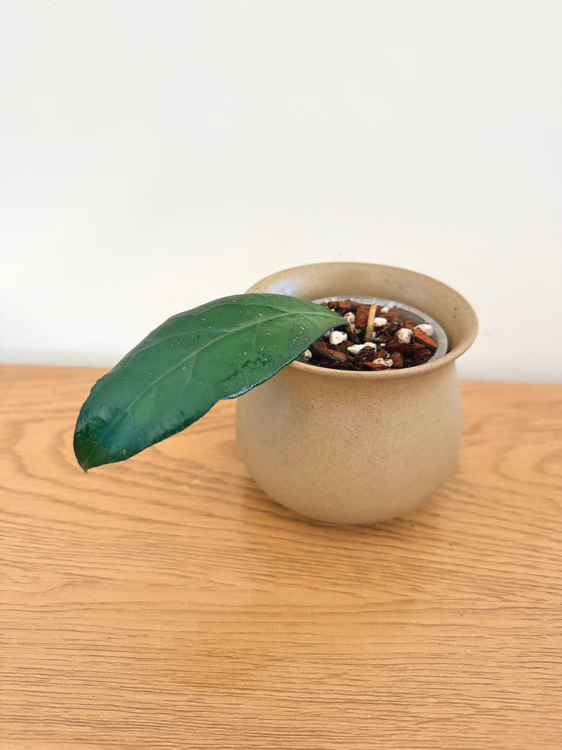 Hoya Clemensiorum (B)
