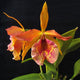 Brassocattleya Keowee ‘VI-Galaxy’ (Cattleya Lorraine Shirai x Brassavola Nodosa)