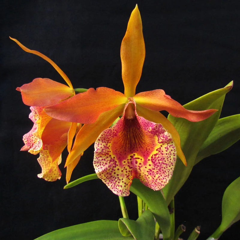 Brassocattleya Keowee ‘VI-Galaxy’ (Cattleya Lorraine Shirai x Brassavola Nodosa)